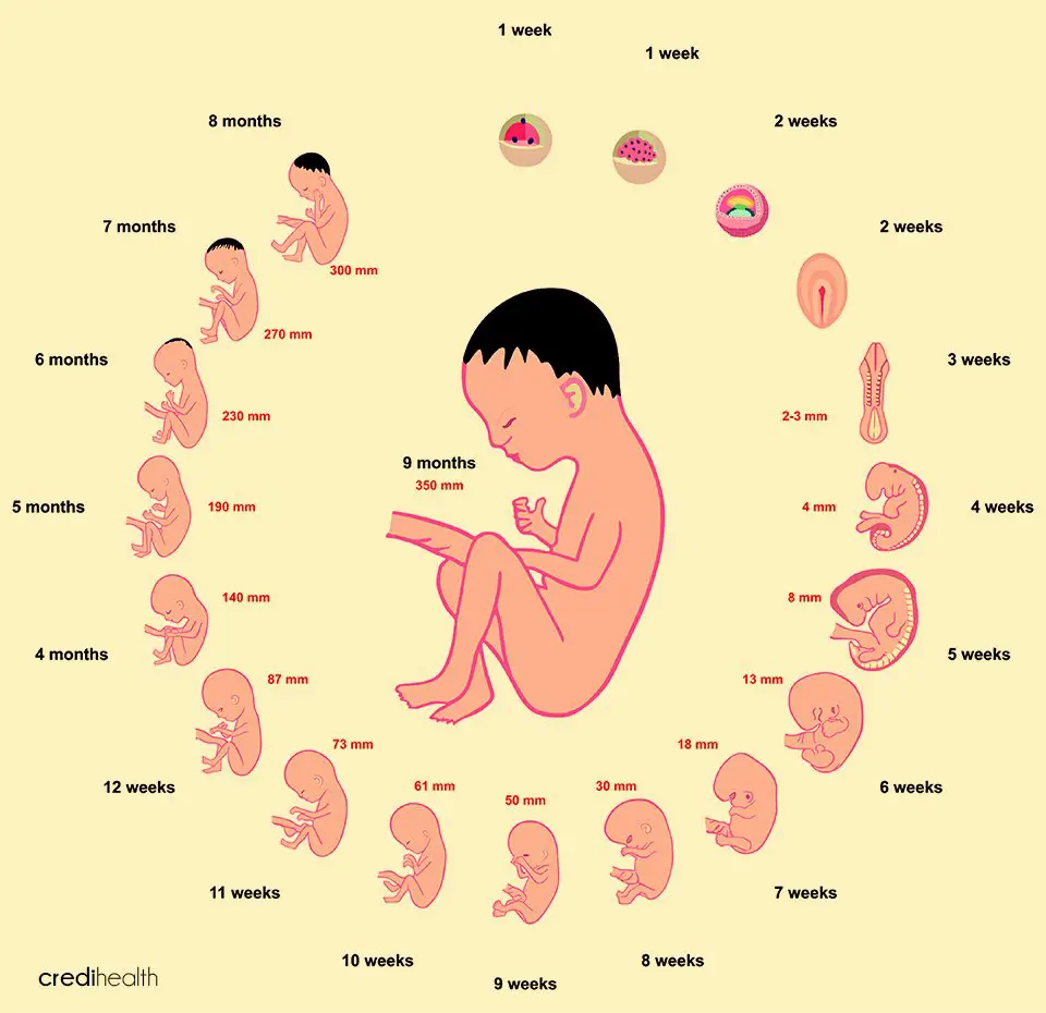 2 Week Old Pregnancy Development