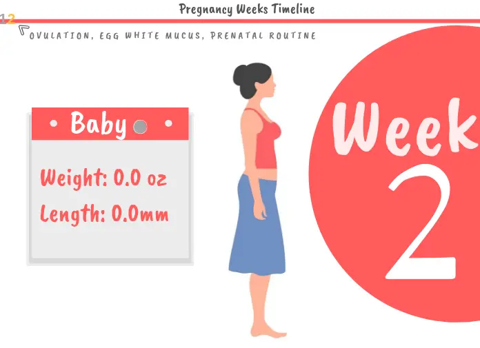 2 Weeks Pregnant: Week