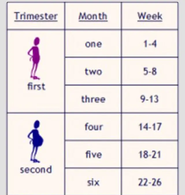 [] 24 weeks pregnant in months chart 760555
