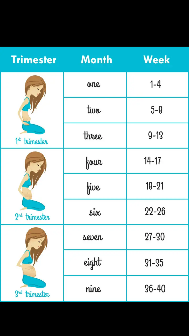 26 Weeks Pregnant Is How Many Months Chart