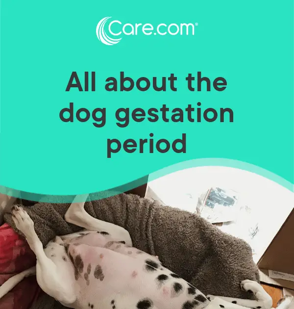4 Week Pregnancy Symptoms Dogs