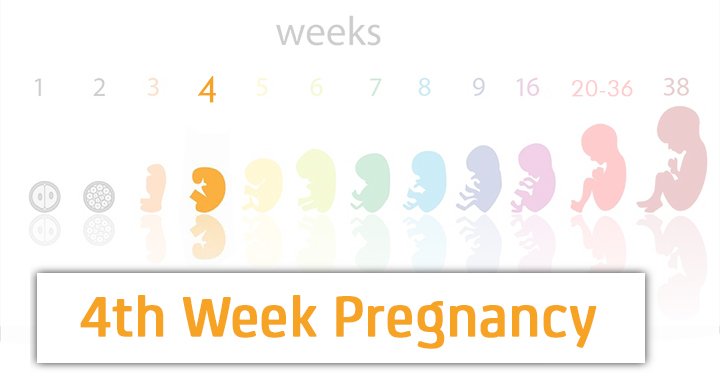 4 Weeks Pregnant: Symptoms, Baby Development, Tips And ...