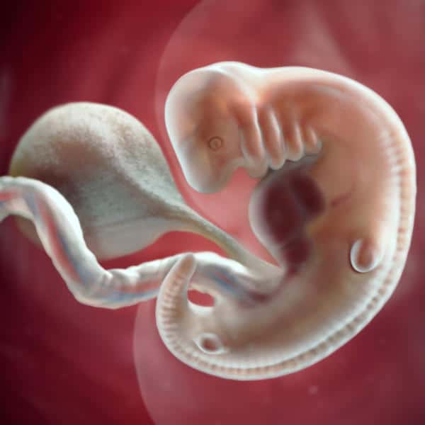 6 weeks pregnant: fetal development
