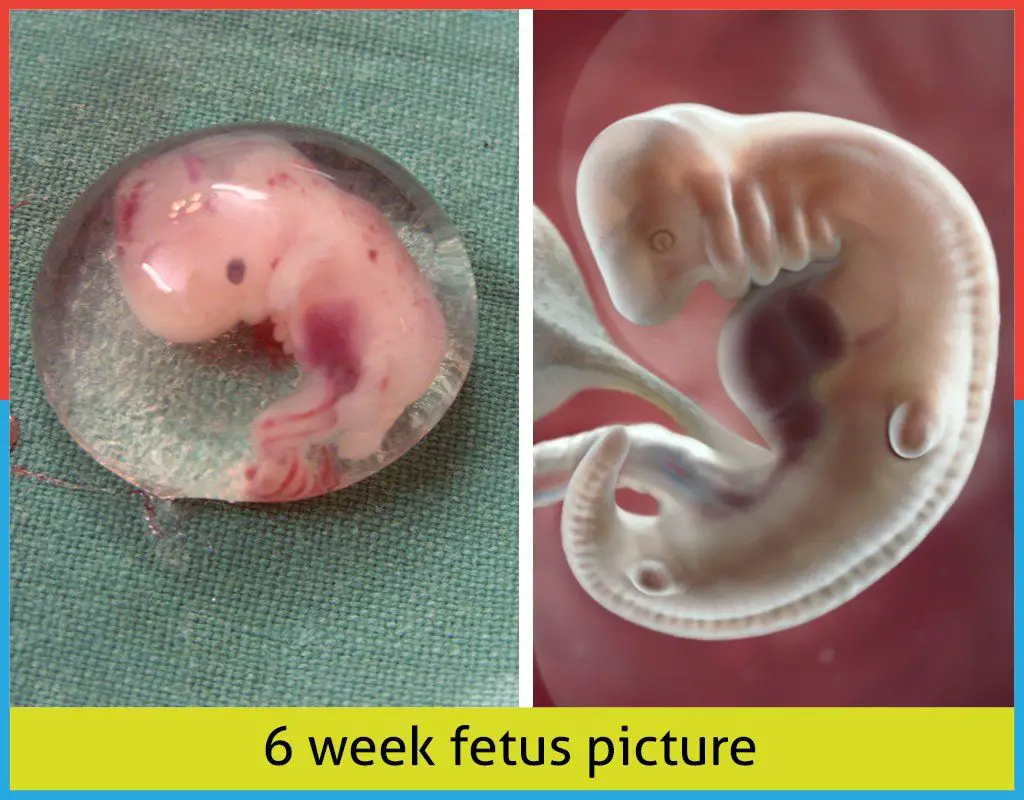 6th Week Pregnancy Baby Development