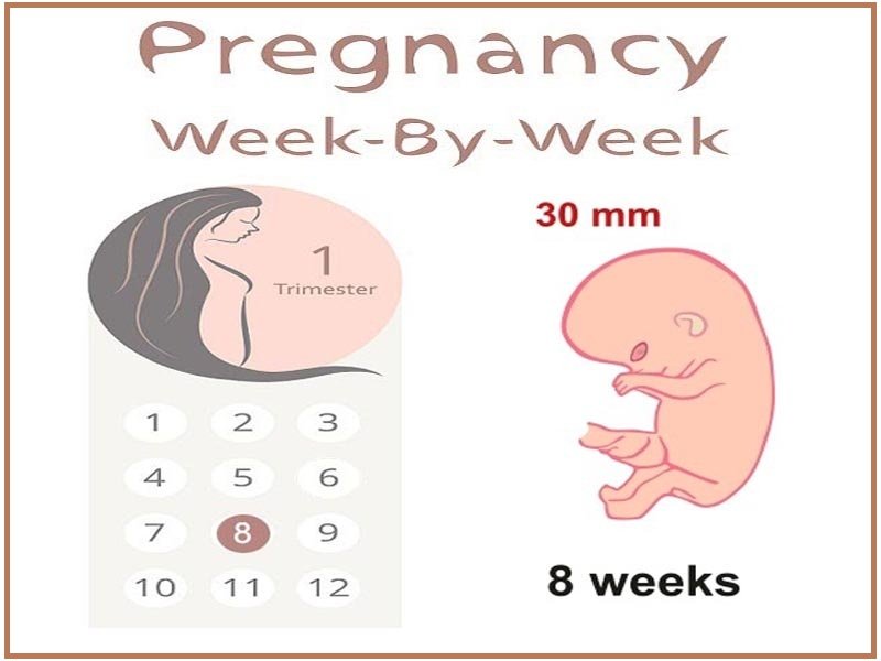 8 Weeks Pregnant: Everything About the Mother and Baby