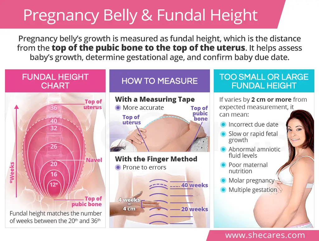 Belly Measurements During Pregnancy Chart