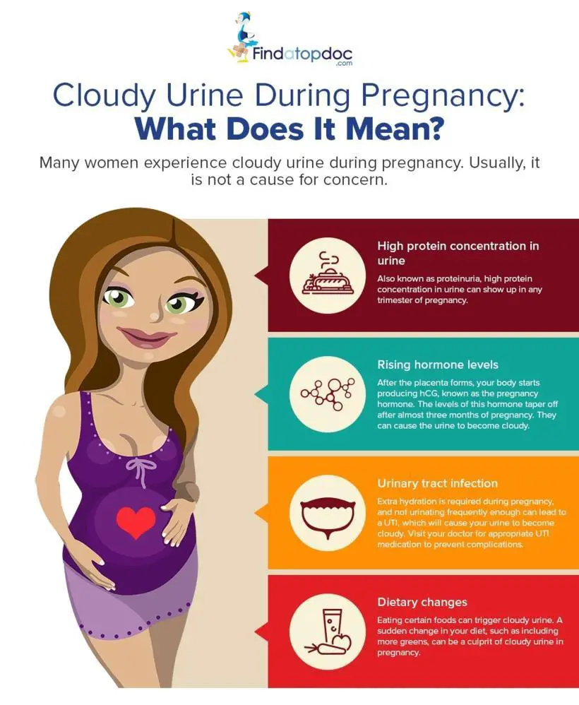 Cloudy Urine During Pregnancy [ Infographic]