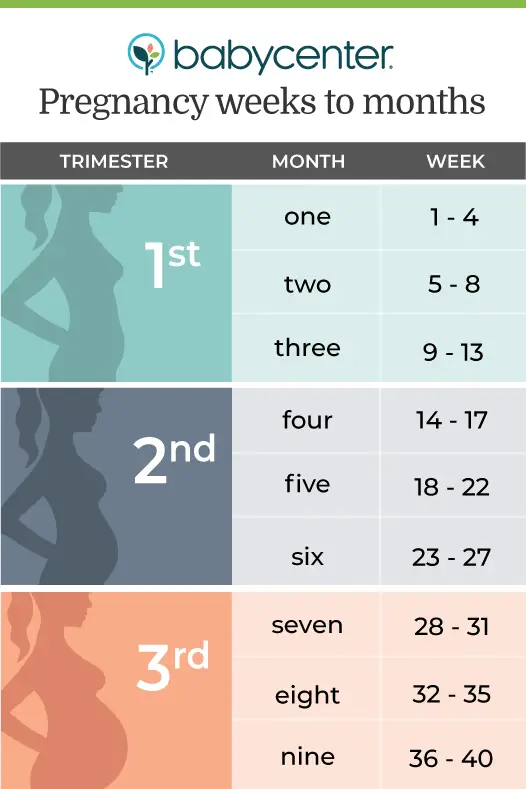 Counting your pregnancy in weeks, months and trimesters