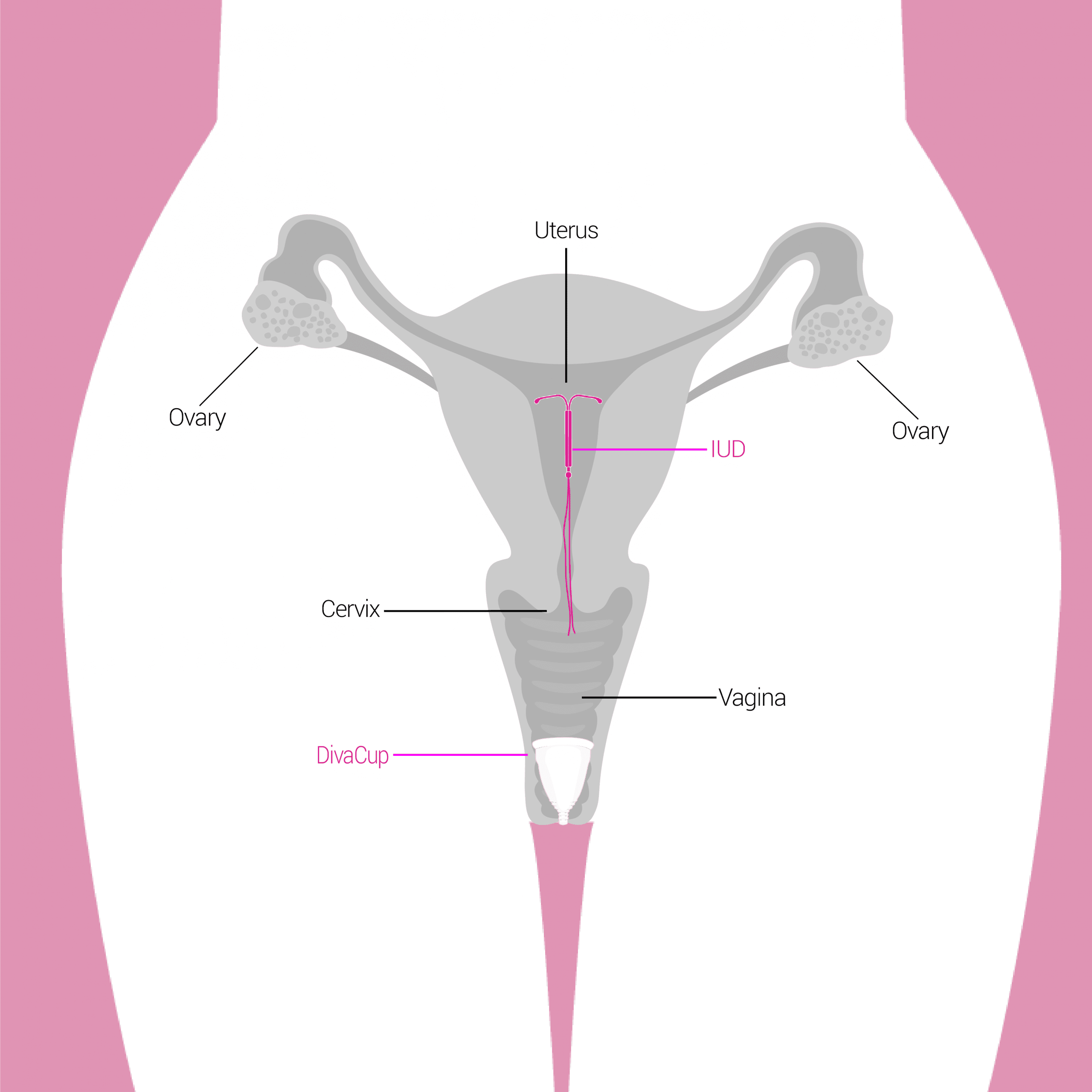 Diagram Cervix Diagram Diva Cup
