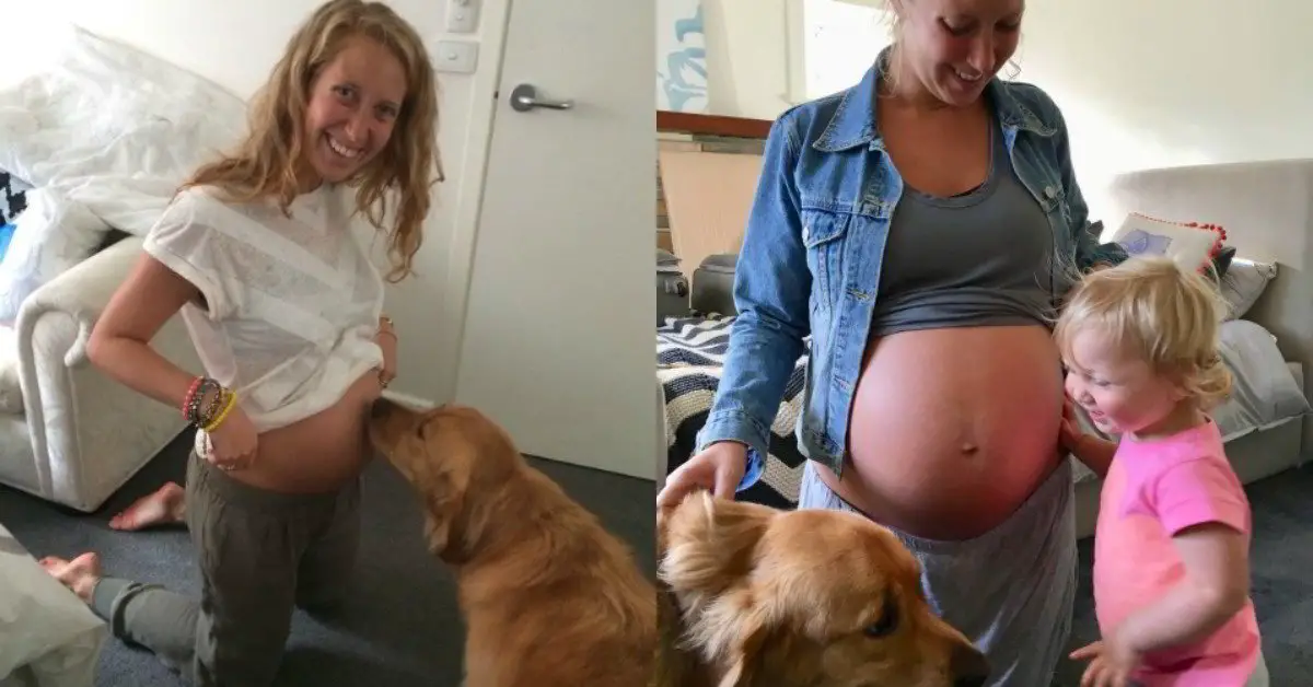 Does my dog know Im pregnant? Your questions answered.