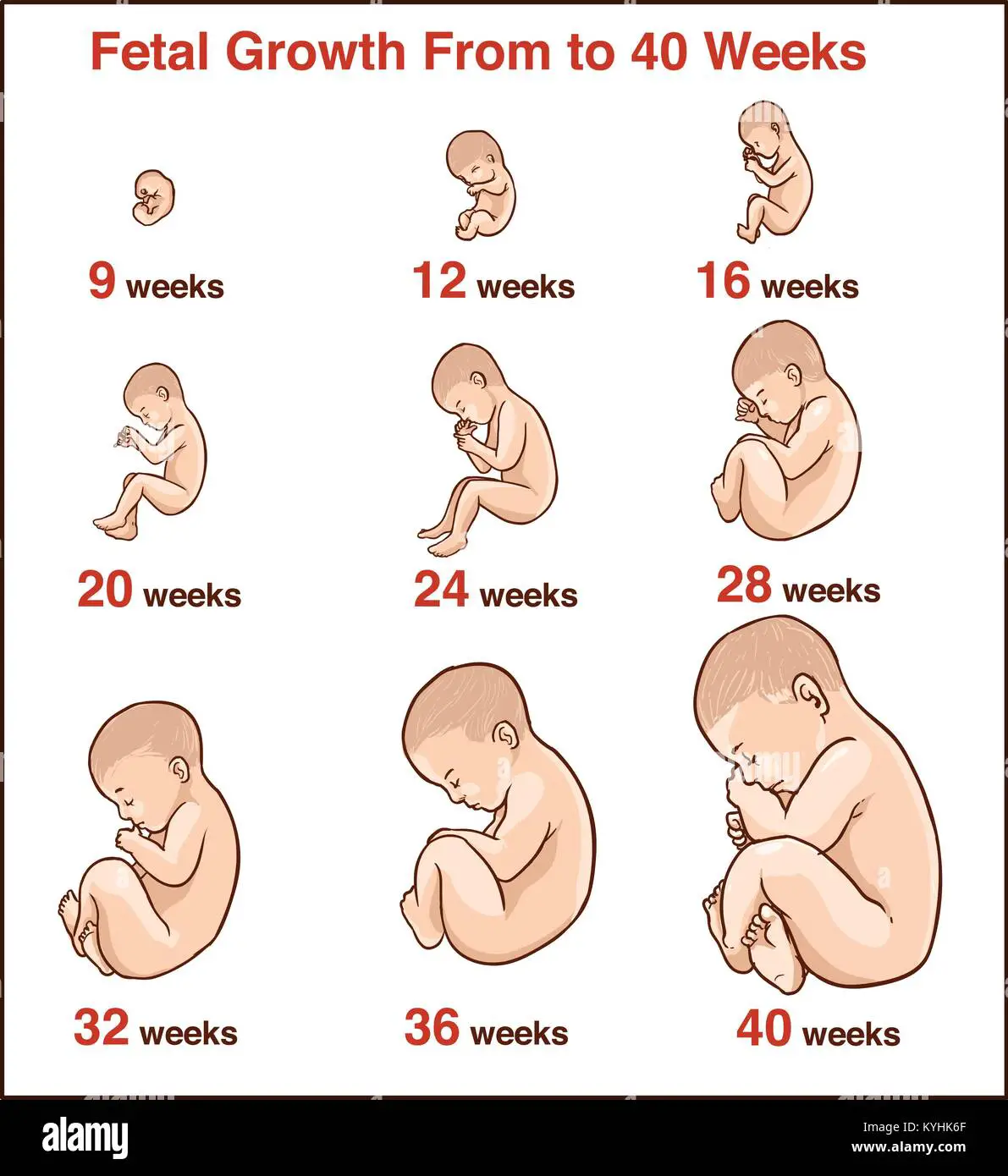 Embryo development. Human fetus growth stages of pregnancy vector Stock ...