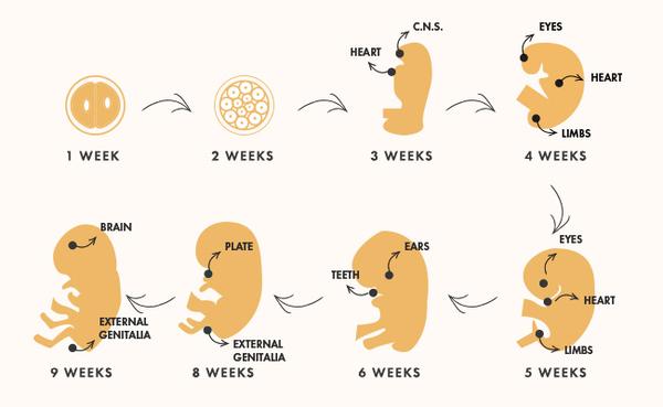 Everything You Need to Know About the First Trimester of ...