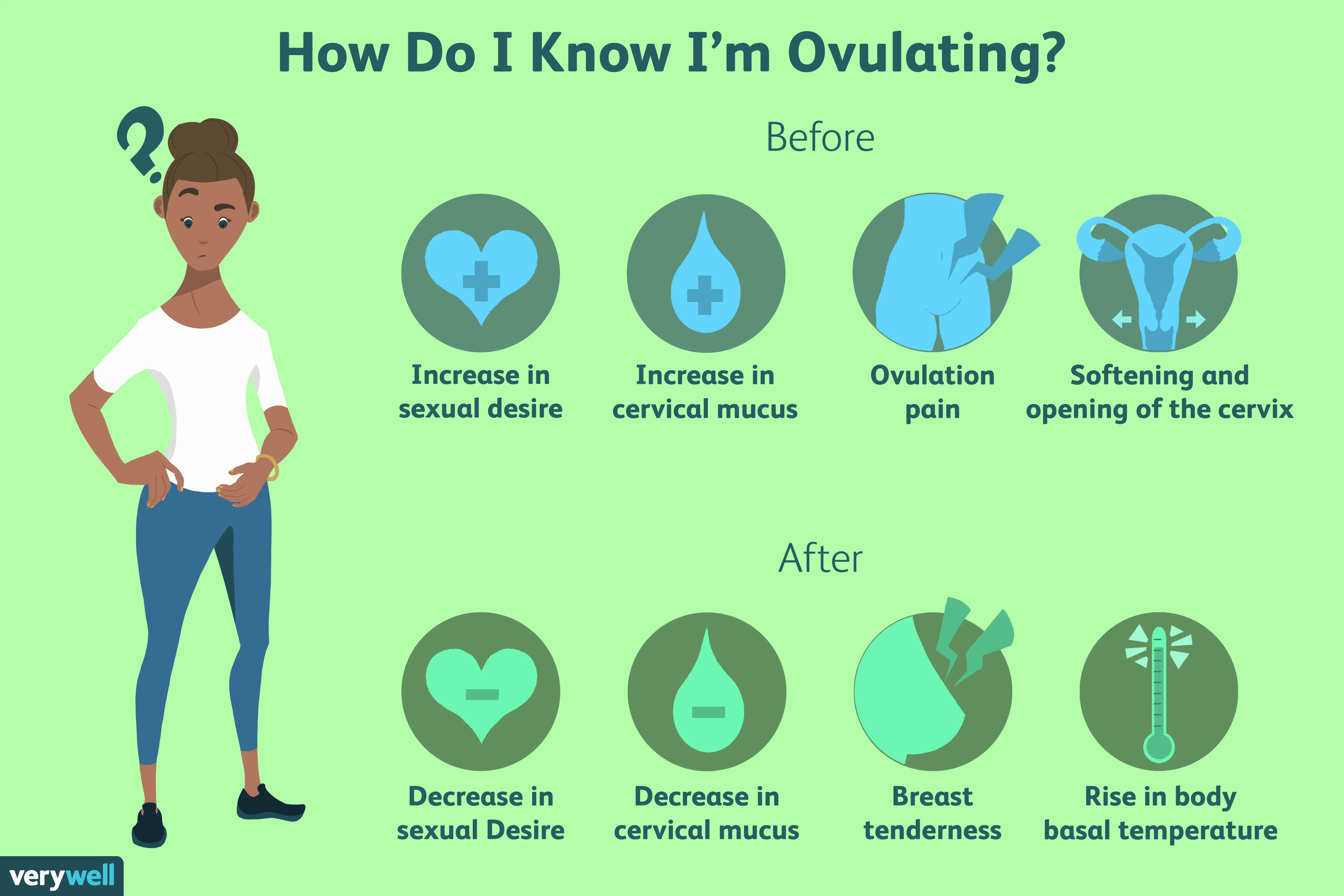 Fertility Window And Ovulation