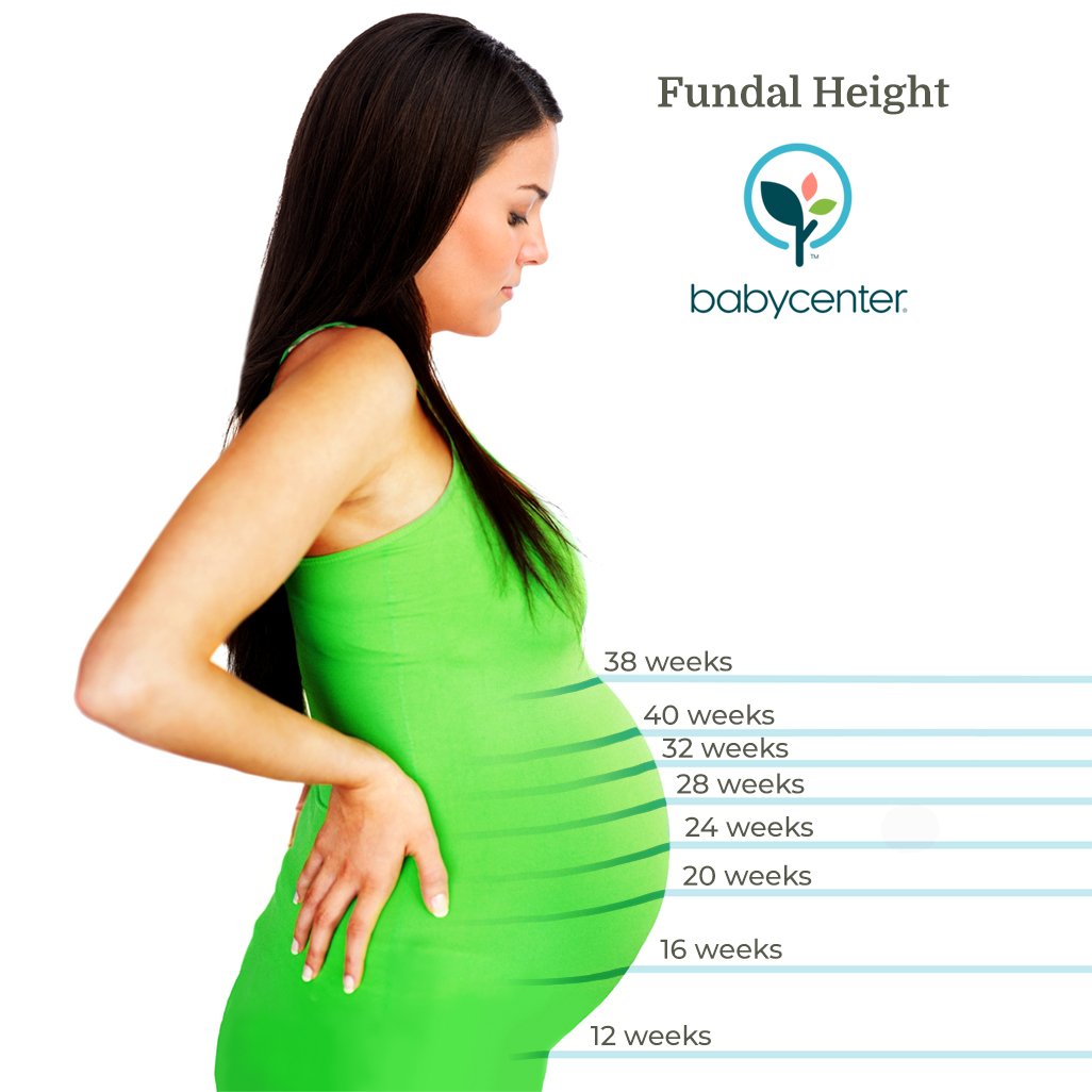 Fetal growth chart: length and weight