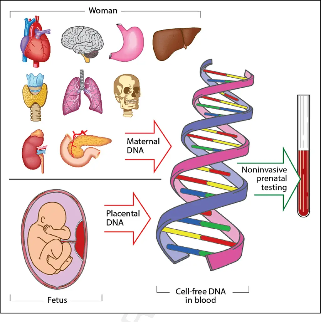 Figure 1 from Noninvasive prenatal testing for fetal aneuploidy and ...