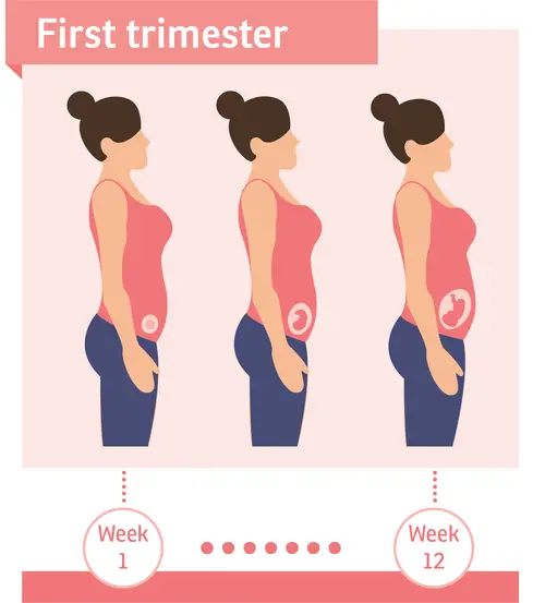 First trimester