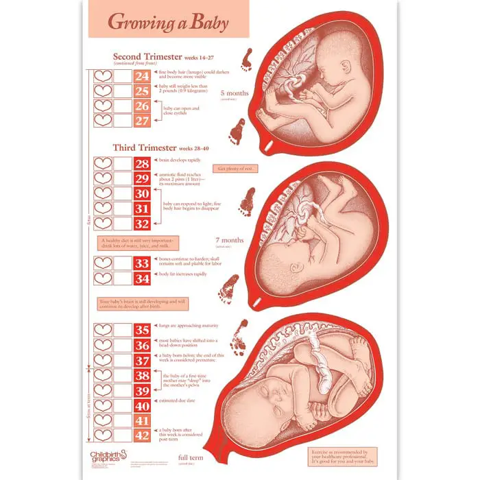Growing A Baby Weekly Pregnancy Chart