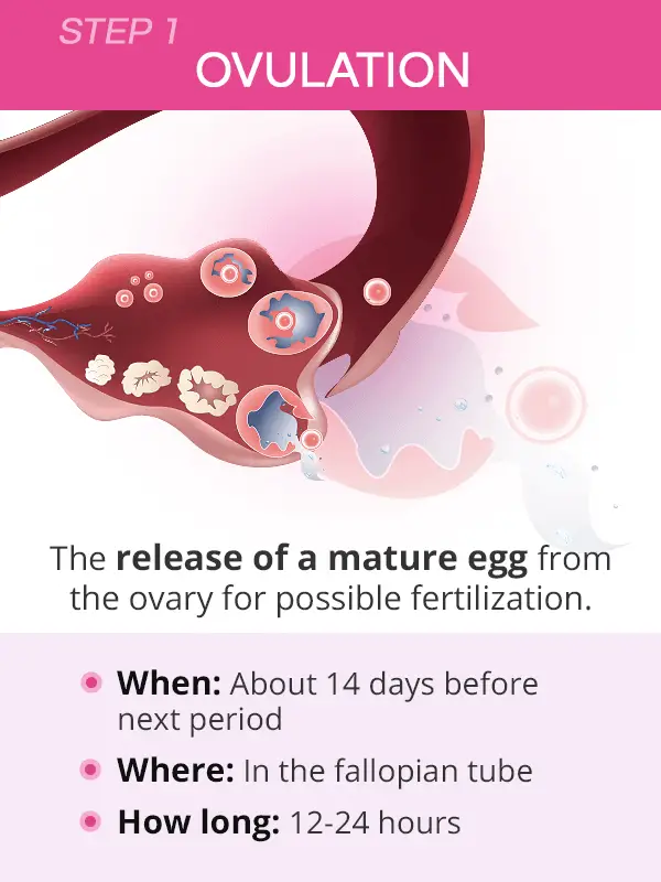 How Conception Works: Ovulation, Fertilization, and ...