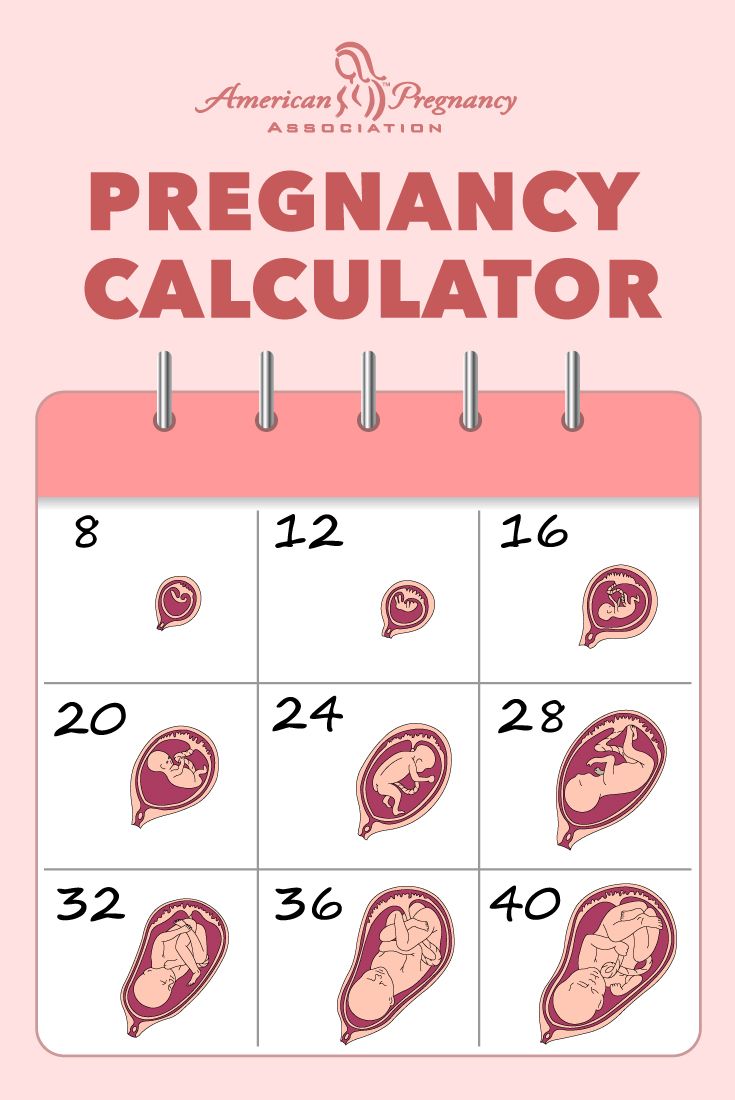 How Do You Count Pregnancy Weeks From The Start ...