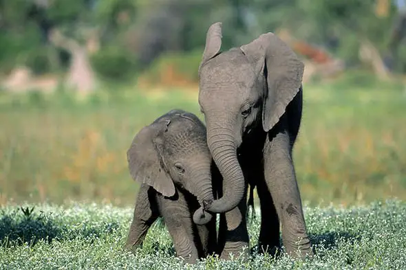 How long are elephants pregnant
