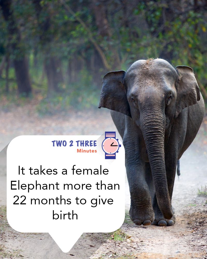 How Long Does An Elephant Take To Give Birth