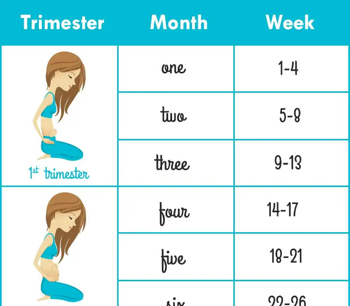 How Many Total Weeks Are There In Pregnancy