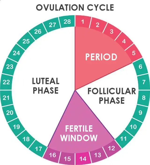 How Ovulation works