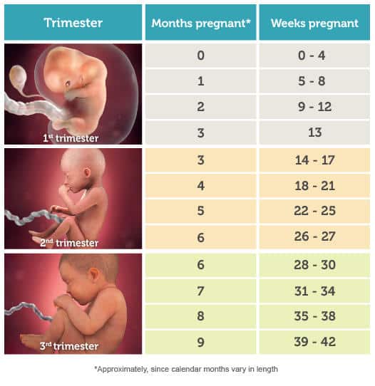 How pregnant am I? Pregnancy by weeks, months, and trimesters
