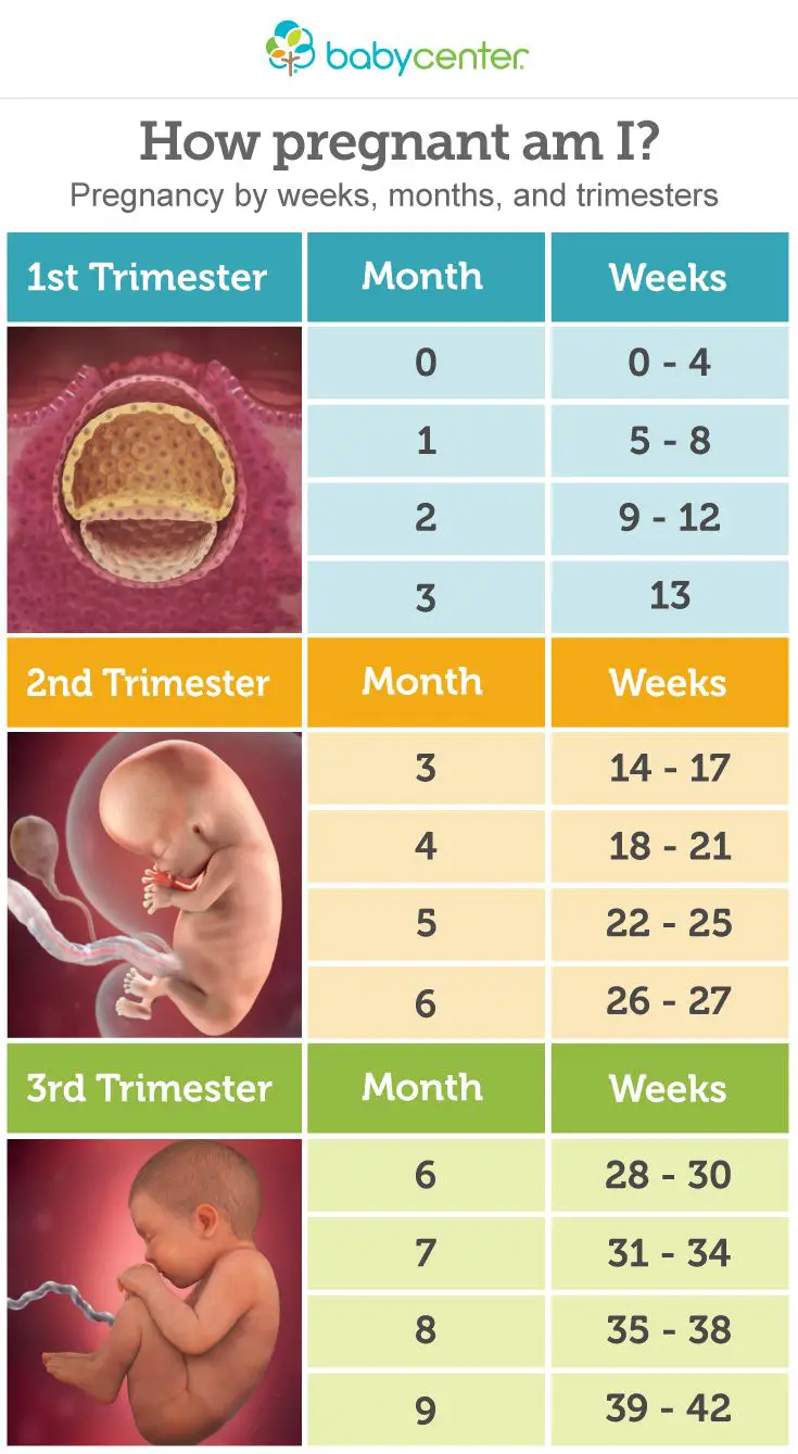 How pregnant am I? Pregnancy by weeks, months, and ...