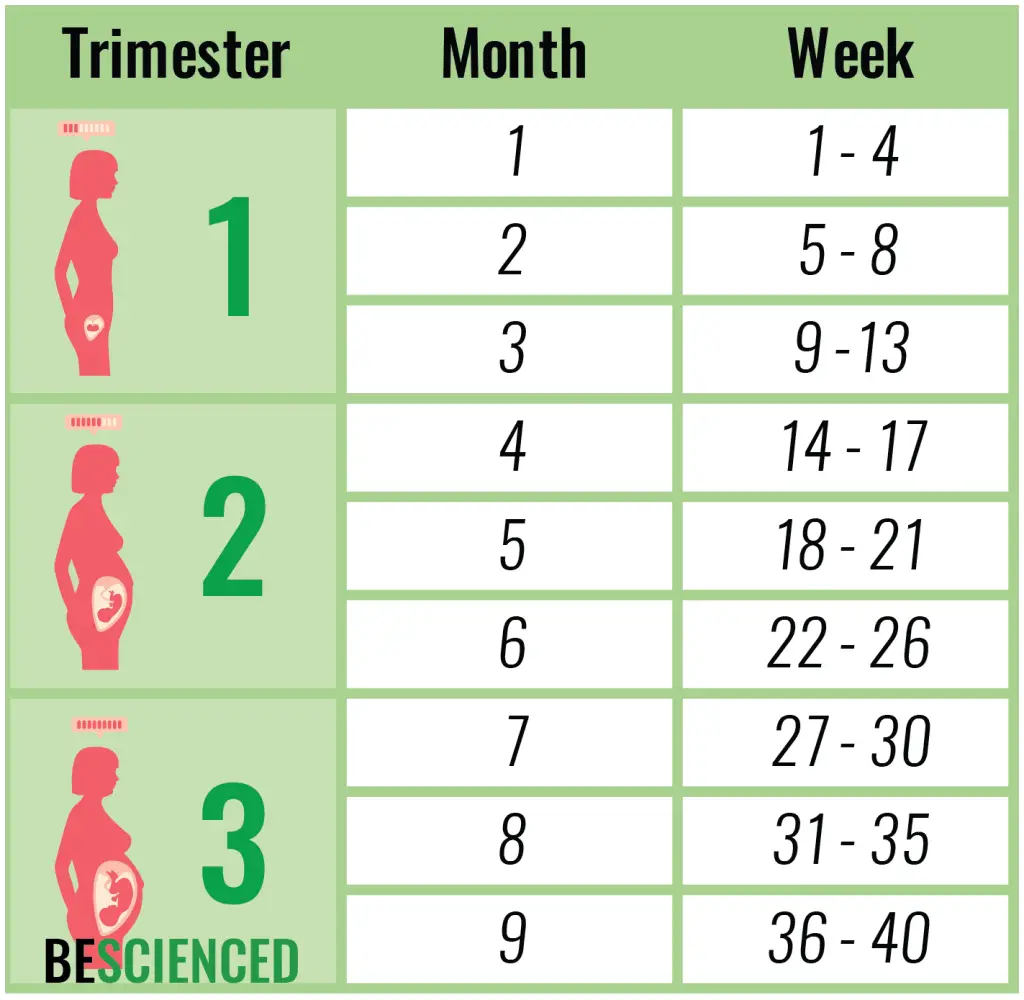How to calculate pregnancy in weeks, months and trimesters?  BeScienced