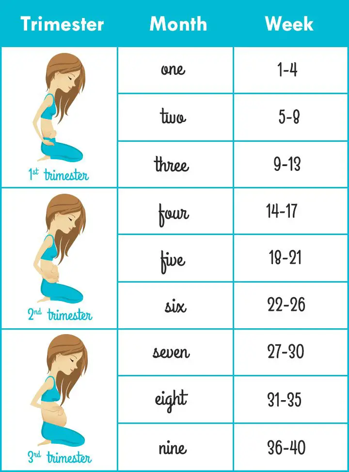 How To Calculate Pregnancy Weeks And Months Accurately?