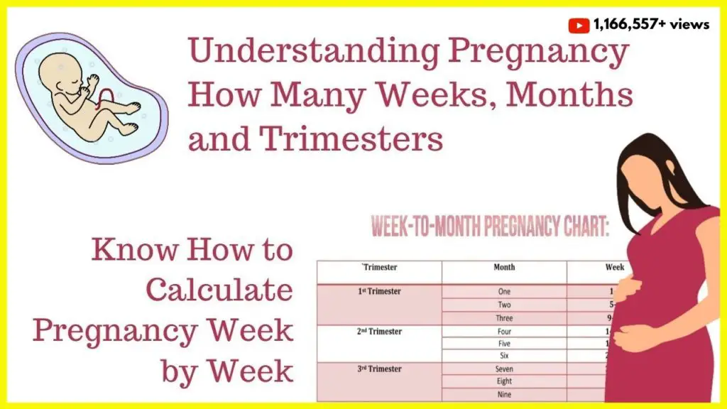 How to Calculate Your Pregnancy by Weeks, Months &  Trimesters