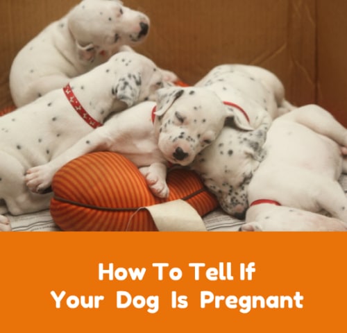 How To Tell If Your Dog Is Pregnant