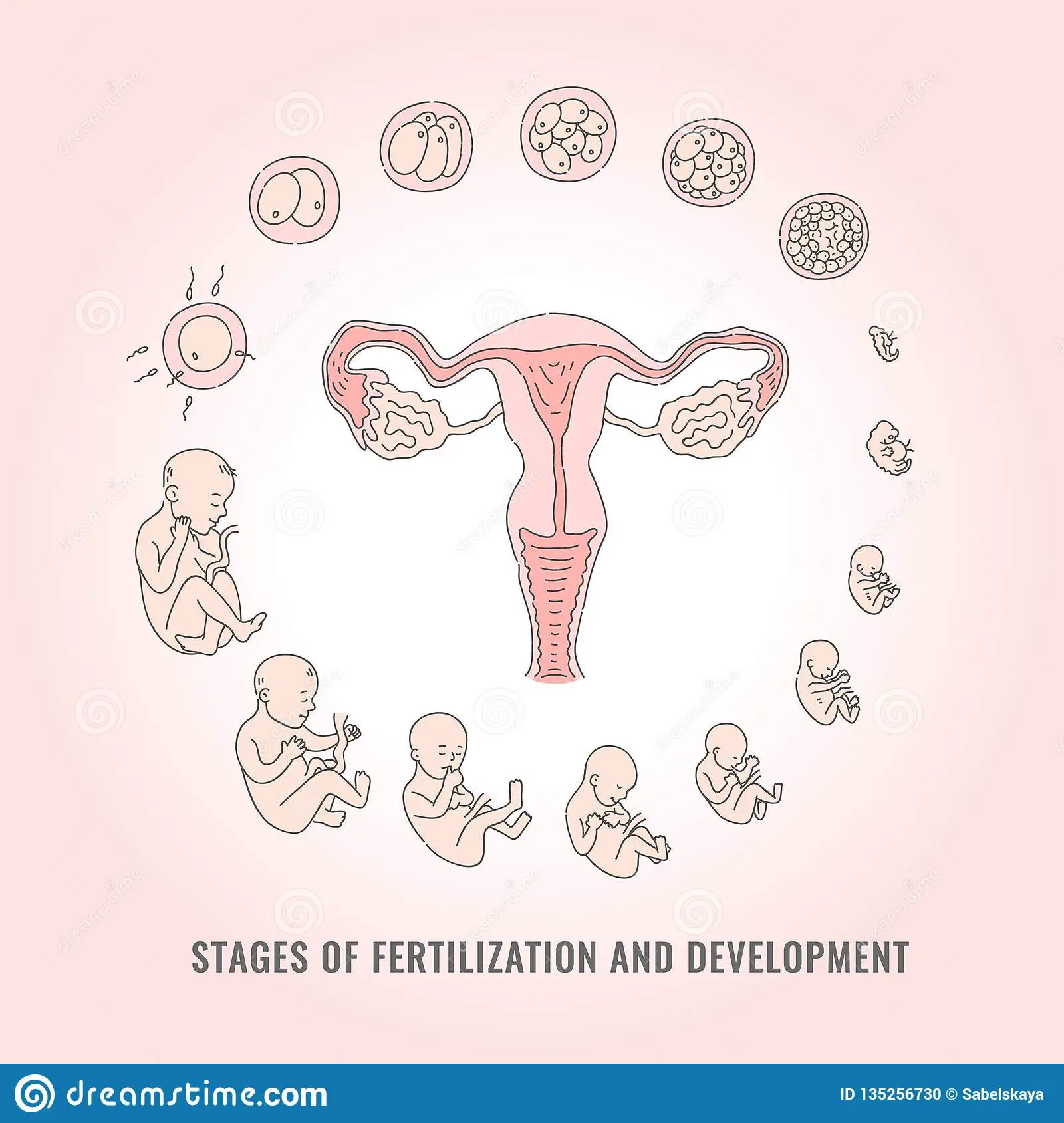Infographic Of Pregnancy Stages With Process Of ...