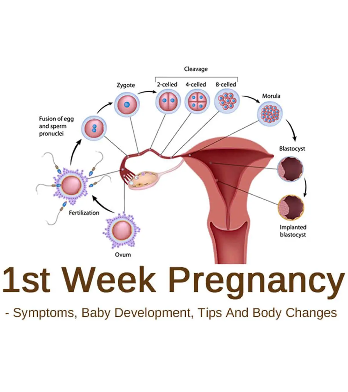 Milenium Home Tips: Pregnancy Symptoms 2 Weeks