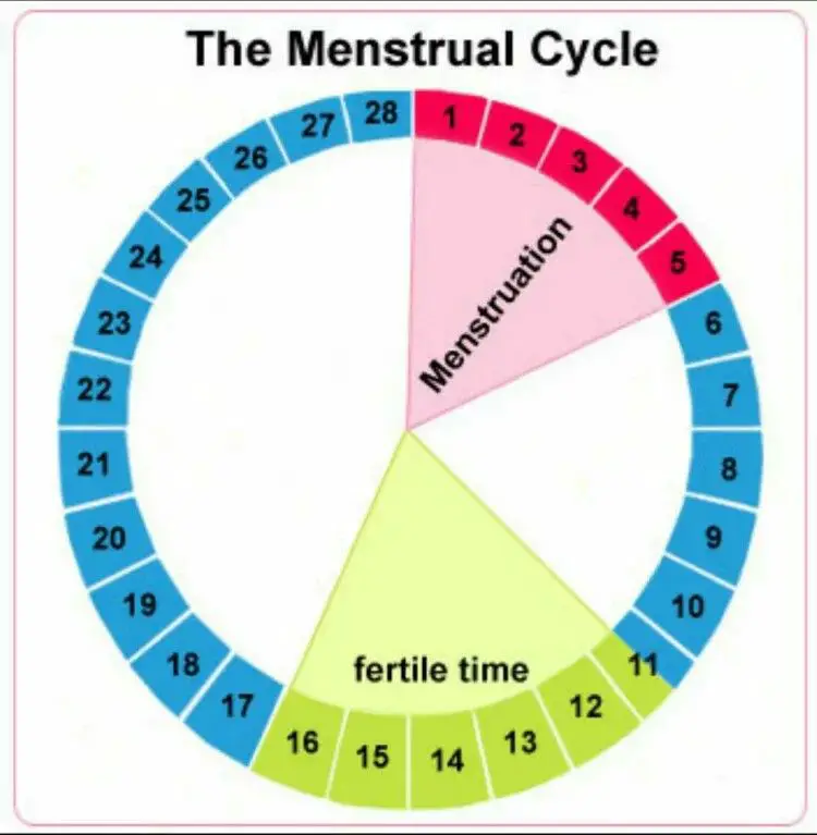 Ovulation Calculator After Chemical Pregnancy