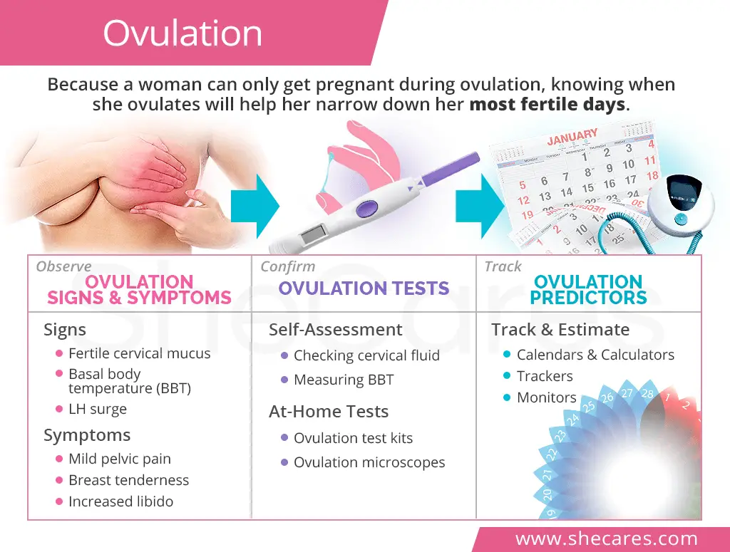 Ovulation