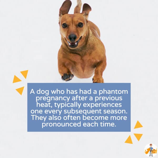 Phantom Pregnancy in the Older Dog (and should you spay?)