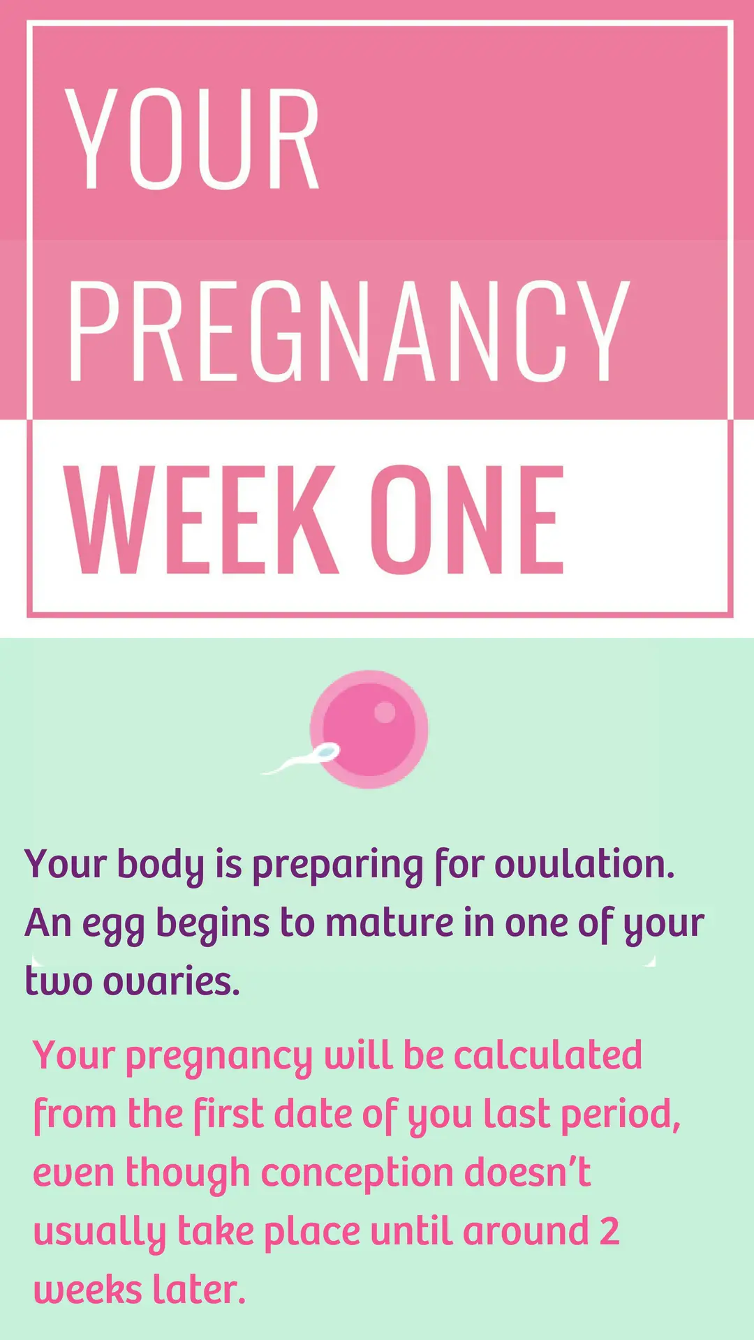 Pin on Pregnancy Week by Week