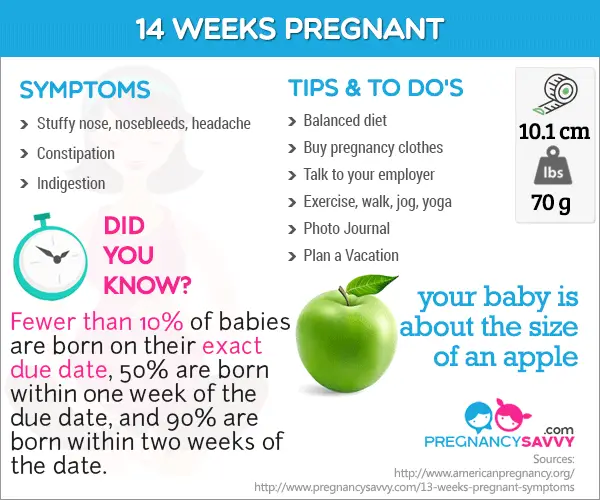 Pin on Pregnancy Weeks Infographic