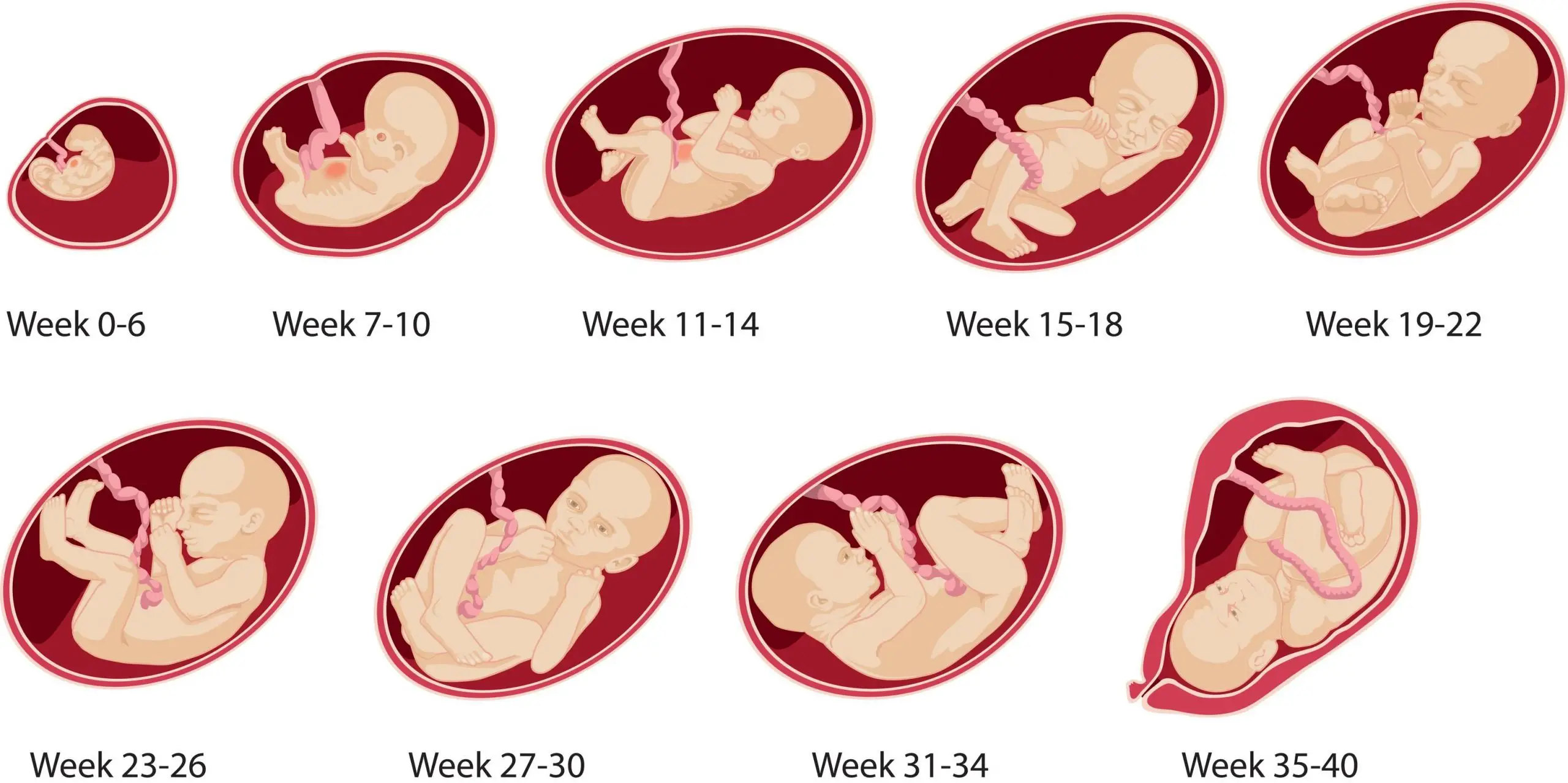 Pregnancy â Week by Week