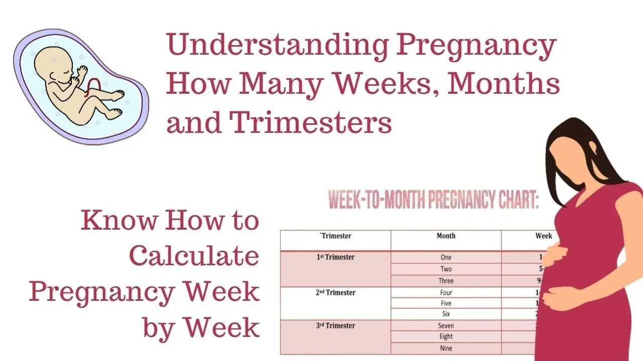Pregnancy Calendar Week Calculator
