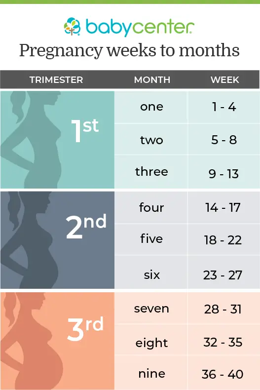 Pregnancy in weeks, months, and trimesters