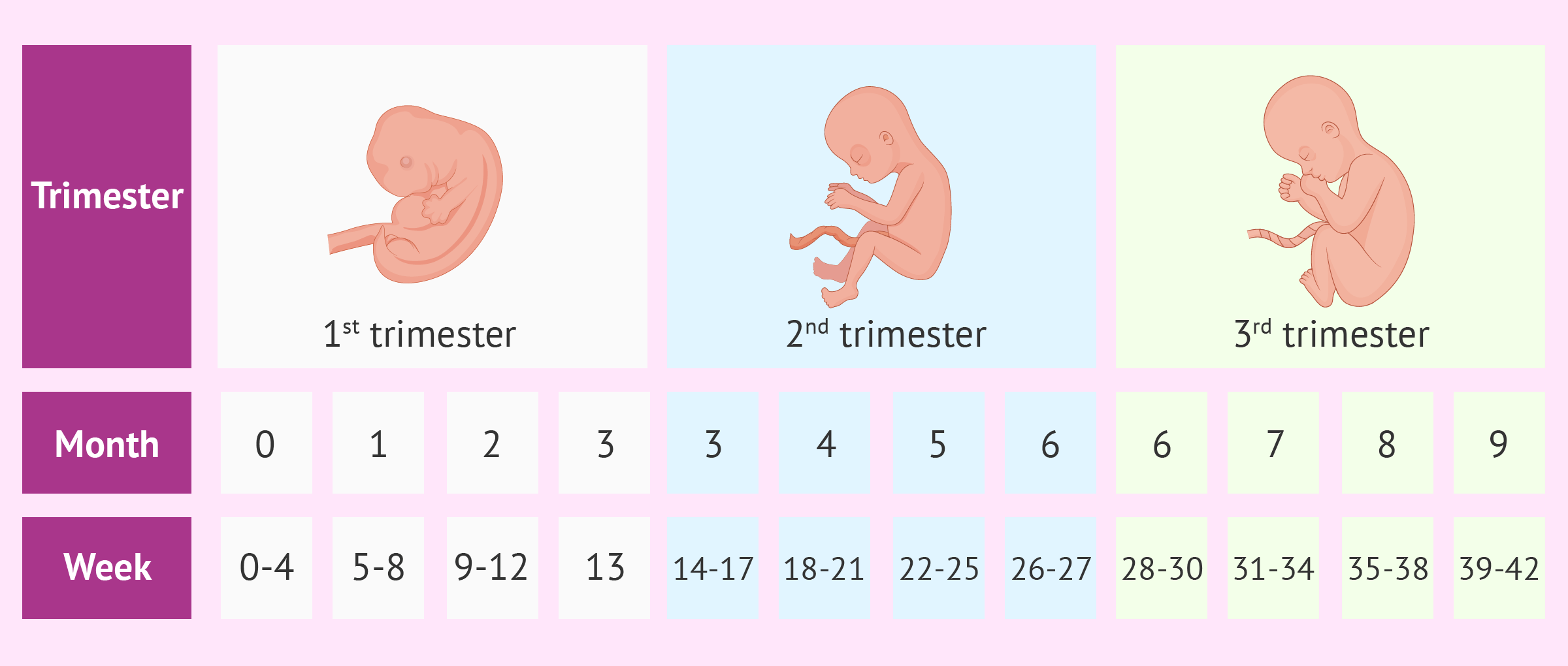 Pregnancy Stages by Month