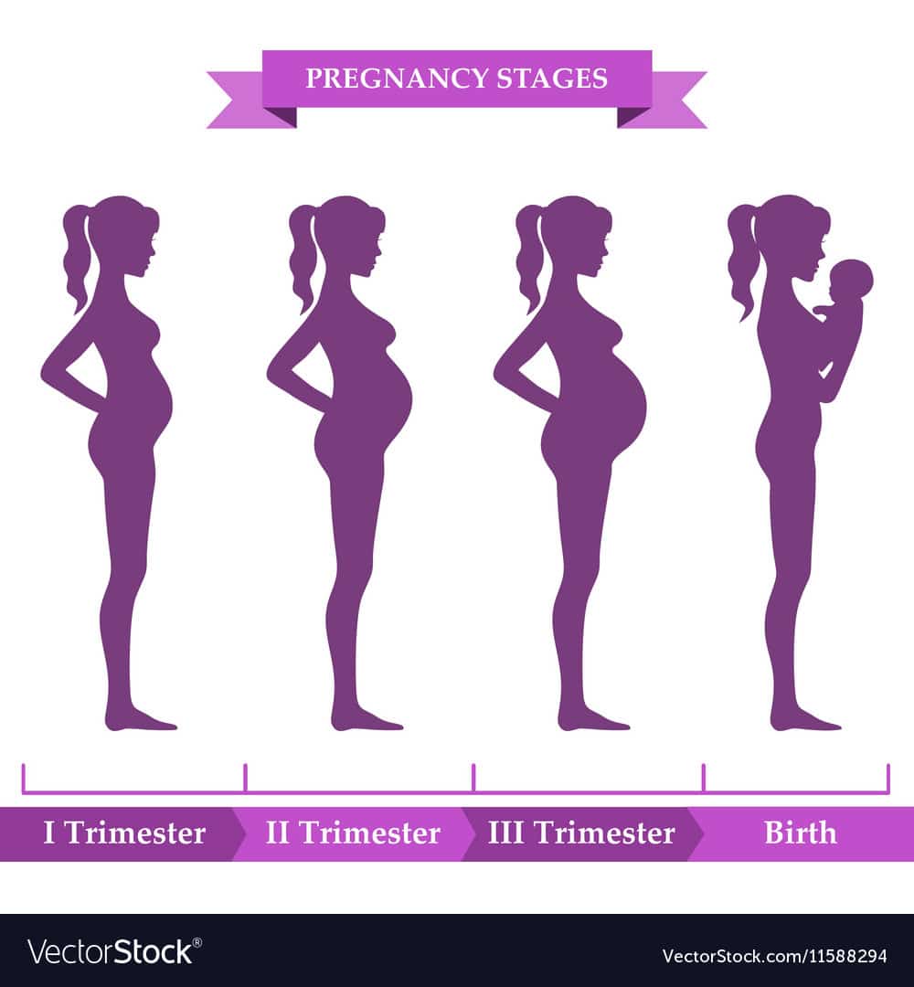 Pregnancy stages infographic Royalty Free Vector Image