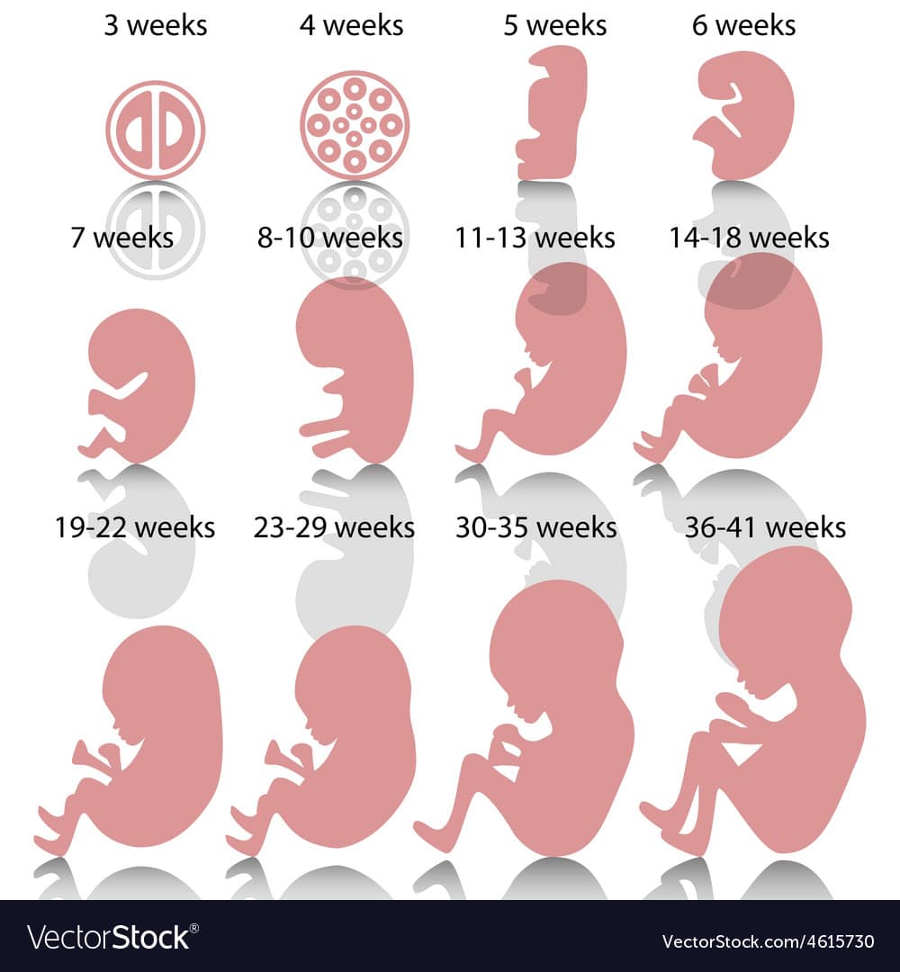 Pregnancy stages Royalty Free Vector Image