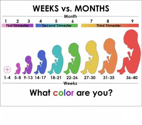 Pregnancy stages Week By Week