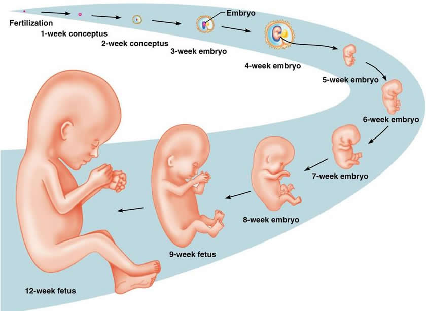 Pregnancy Stages: You and Your Baby Development ...