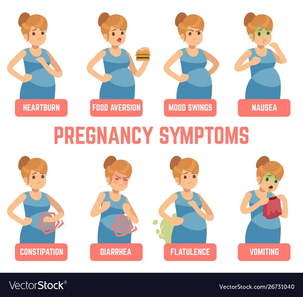 Pregnancy symptoms early signs pregnant woman Vector Image
