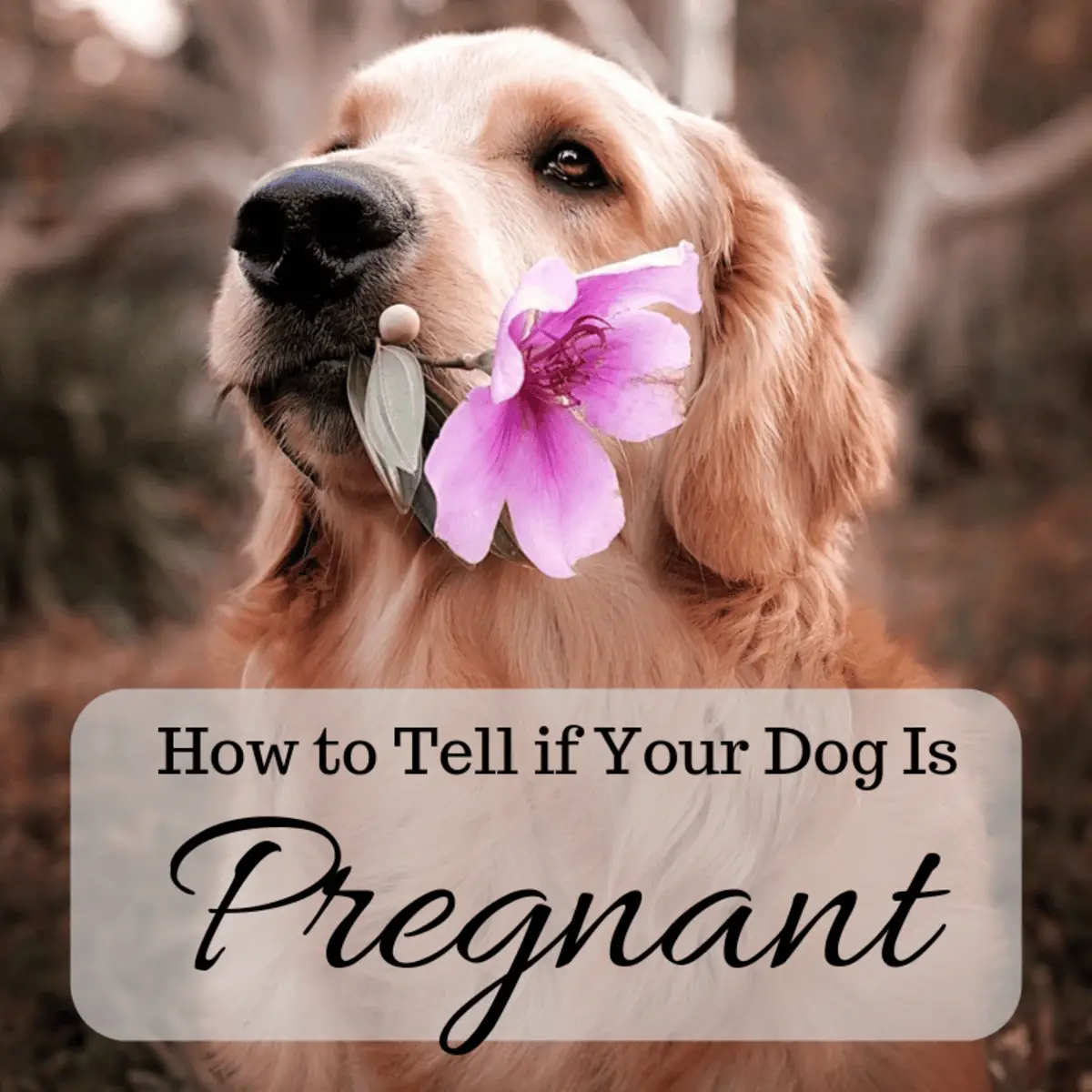 Signs Your Dog Is Pregnant